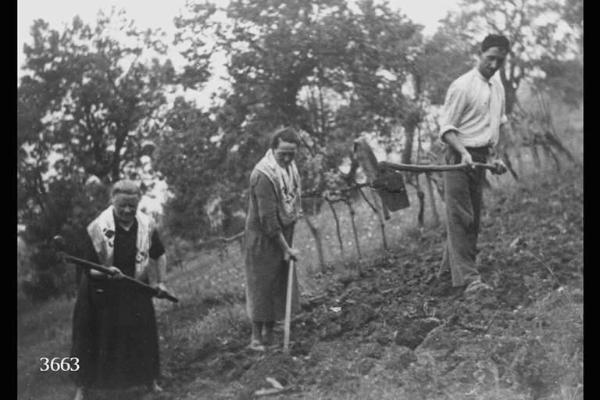 Fascismo. - Lavoro nei campi offerto al duce.