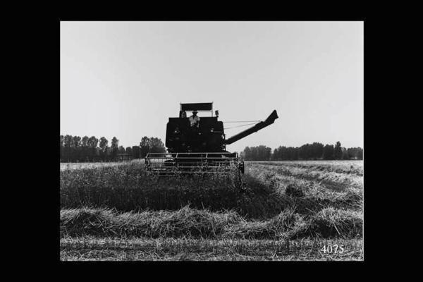 Mietitura e trebbiatura meccanica.