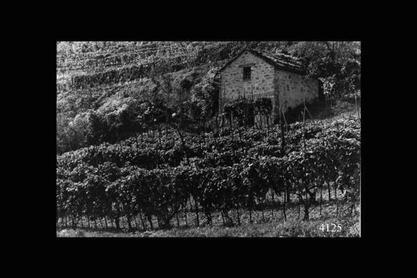 La vigna e la cantina di Ernesto Sala.