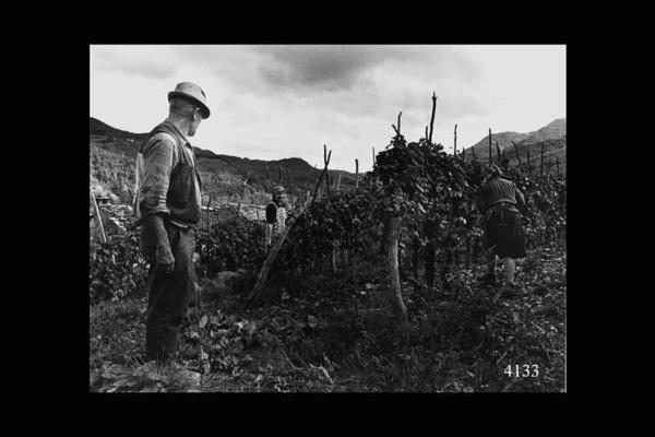 Vendemmia nella vigna di Ernesto Sala. In primo piano Ernesto Sala.