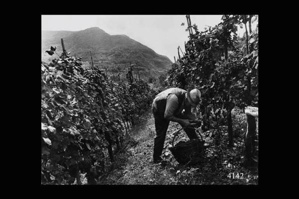 Vendemmia nella vigna di Ernesto Sala. Ernesto Sala al lavoro.