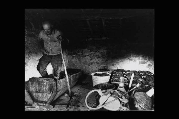 Vinificazione. Pigiatura dell'uva. Ernesto Sala pigia l'uva nella sua cantina.