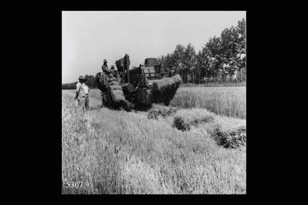 Risaie pavesi. Anni 60'. - Raccolta del riso con macchinario agricolo.