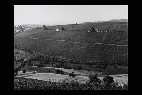 Oltrepò Pavese. Vigneti.