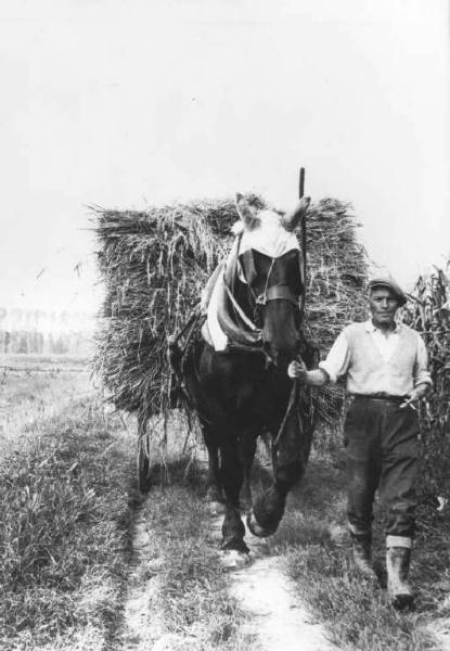 Contadino conduce un carro trainato da un cavallo carico di piante di riso.