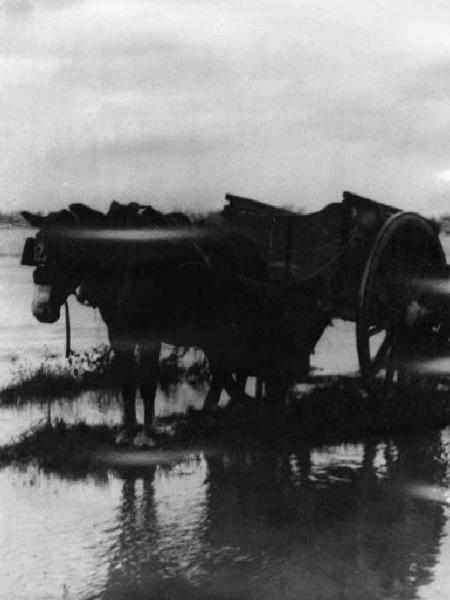 Cremona. Remaioli sul Po: un cavallo, un carretto, due operai intenti a caricare.