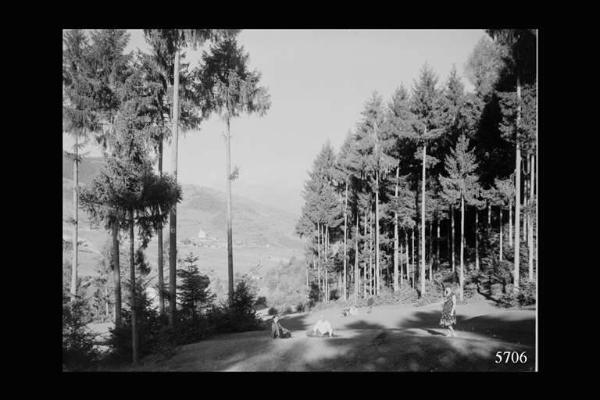 Borno - Pineta del Lazzaretto