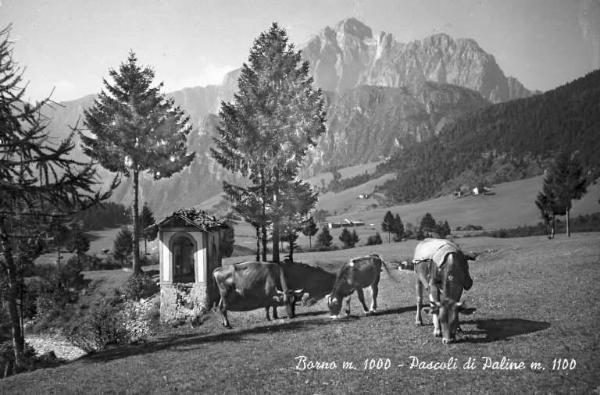 Borno - Località Paline - Pascoli