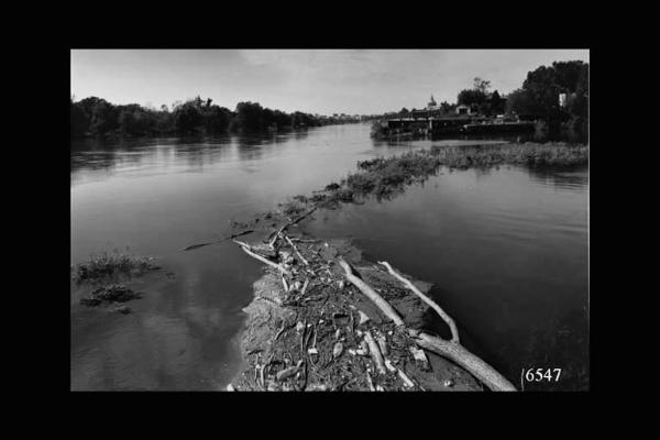 Confluenza Naviglio di Pavia con fiume Ticino a Pavia. In primo piano detriti trasportati dalla corrente.