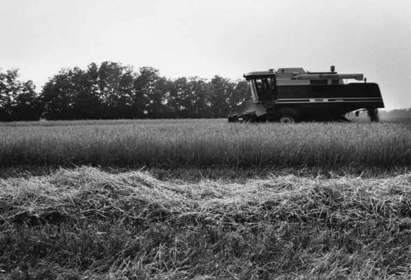 Azienda Agricola di Paolo Locatelli e figlio. Coltivazione: orzo. Trebbiatura.