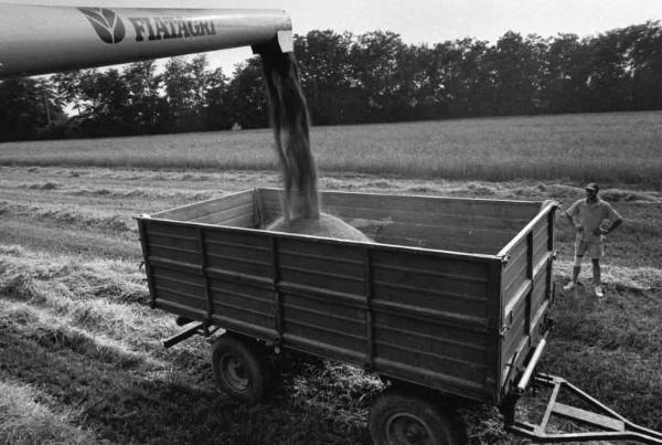 Azienda Agricola di Paolo Locatelli e figlio. Coltivazione: orzo. Trebbiatura. Scarico dell'orzo per mezzo di una tubatura ( FIATAGRI ) in rimorchio da macchina agricola.