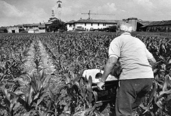 Azienda agricola: Cascina S. Antonio. Coltivazione: granoturco. Azoto e fosfati. Coltivatore con cariola, a mano fertilizza il terreno del campo.