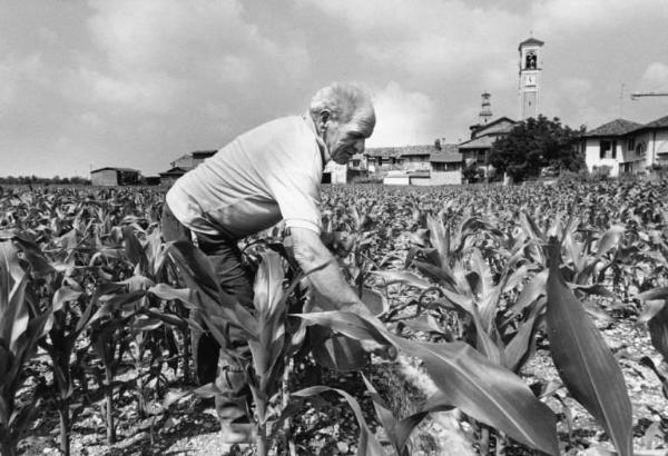 Azienda agricola: Cascina S. Antonio. Coltivazione: granoturco. Azoto e fosfati. Coltivatore con secchio, a mano fertilizza il terreno del campo.