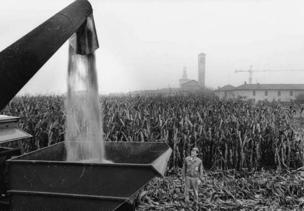 Azienda agricola: Cascina S. Antonio. Coltivazione: granoturco. Trebbiatura. Trebbiatrice scarica per mezzo di una tubazione il granoturco in un rimorchio.