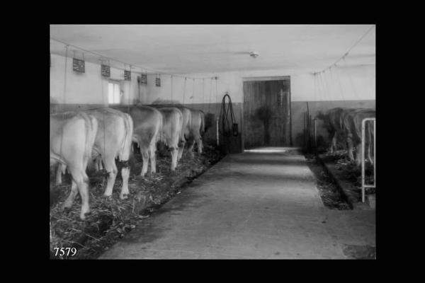 Breno - Azienda agricola Spinera di Carlo Franzoni - Stalla con vacche