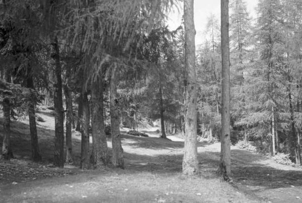 Borno - Località Croce di Salven - Bosco