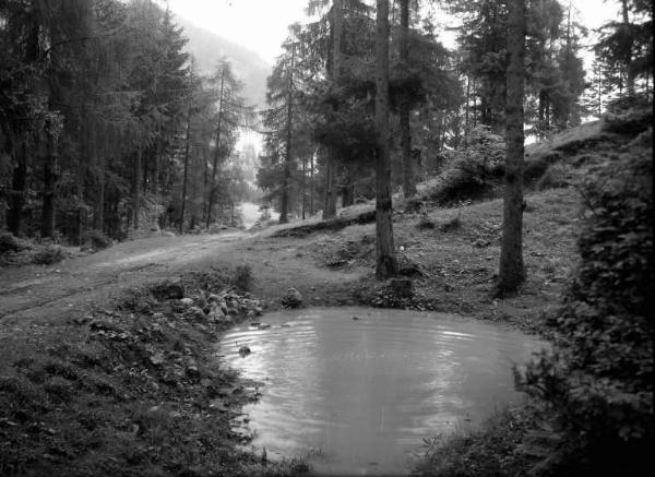 Borno - Località Croce di Salven - Bosco