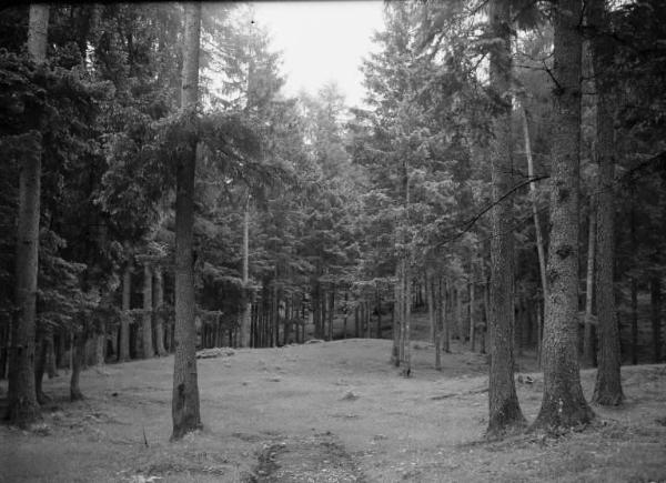 Borno - Località Croce di Salven - Bosco