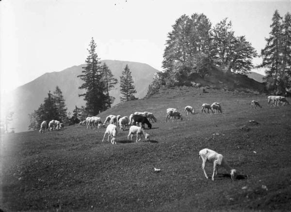 Borno - Malga Gociù - Pecore al pascolo