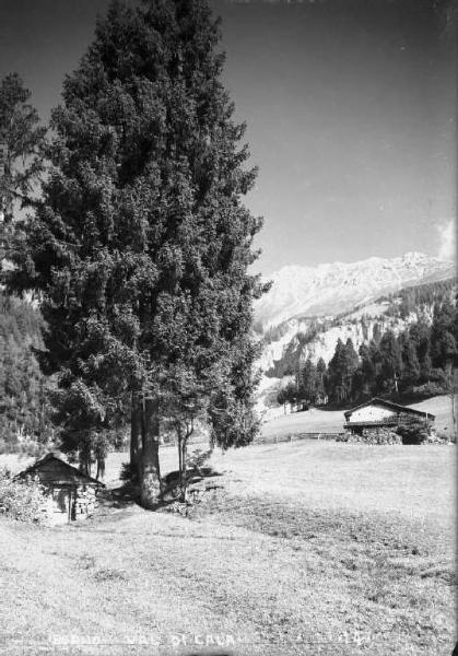 Borno - Val di Cala - Baita e pinete