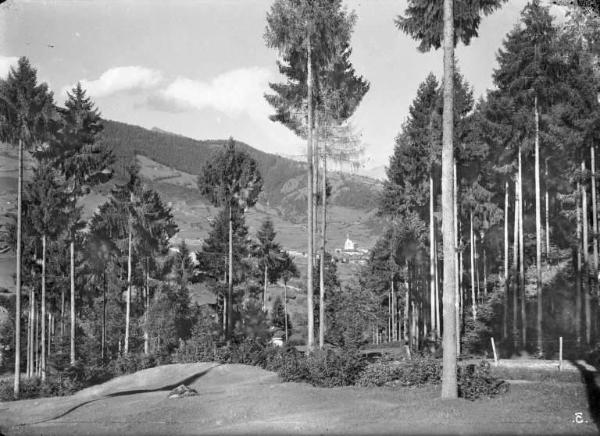 Borno - Località Lazzaretti - Pineta