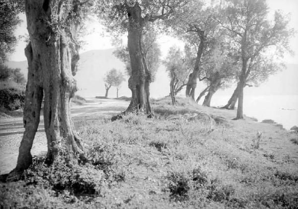 Predore - Ulivi lungo la strada