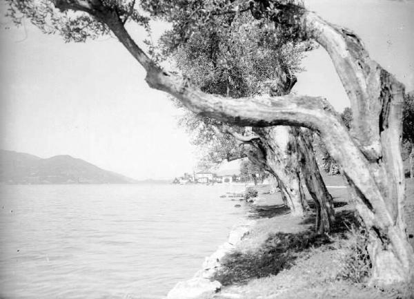 Predore - Lago d'Iseo - Ulivi lungo la riva