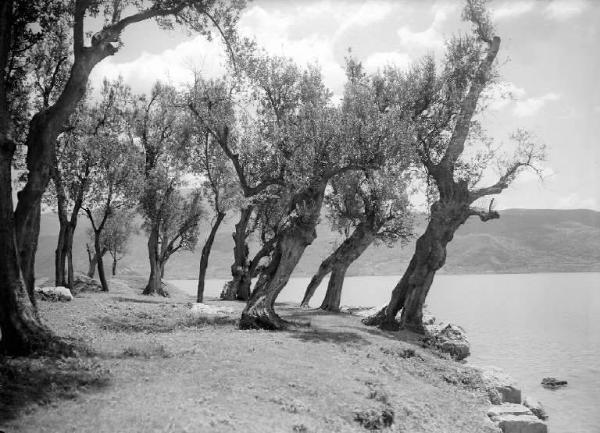 Predore - Lago d'Iseo - Ulivi lungo la riva