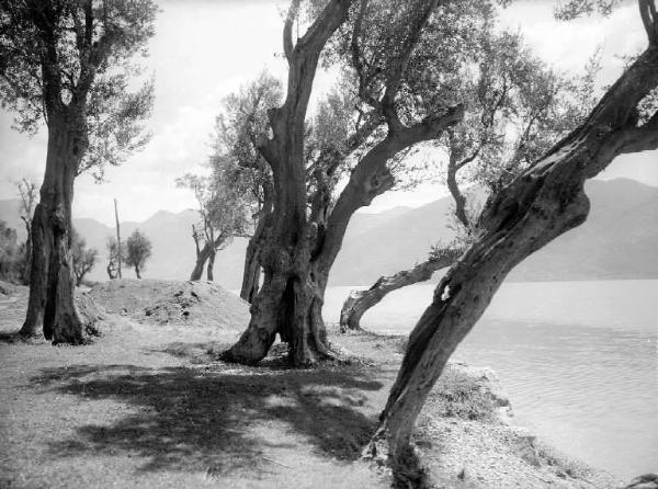 Predore - Lago d'Iseo - Ulivi lungo la riva