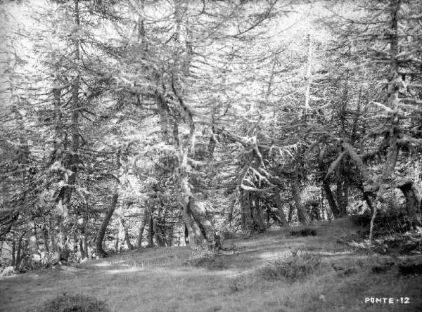 Ponte di Legno - Località S. Apollonia - Bosco di larici