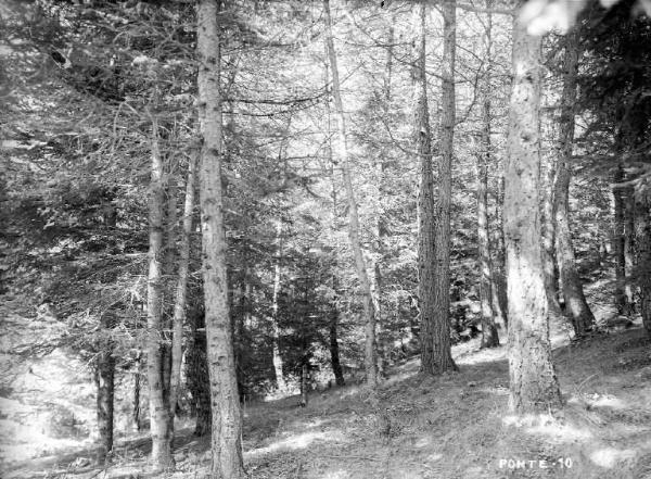 Ponte di Legno - Località S. Apollonia - Bosco di larici