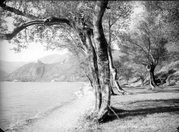 Monte Isola - Località Sensole - Lago d'Iseo - Uliveti lungo la riva