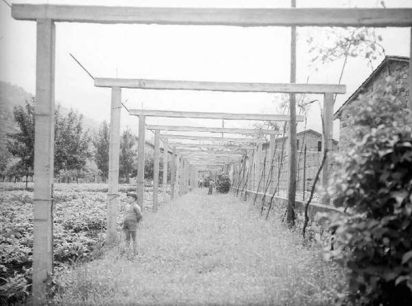 Bienno - Azienda Agricola Avanzini - Campo con tralicci