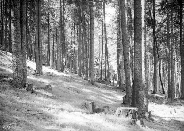 Vezza d'Oglio - Bosco