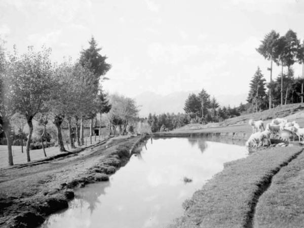 Valle Camonica - Pecore al pascolo