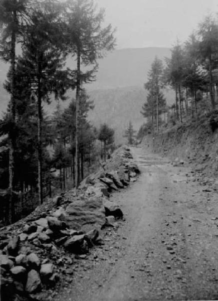 Borno (?) - Strada sterrata nel bosco