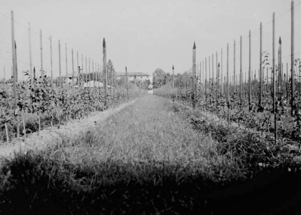 Palazzolo sull'Oglio - Località San Pancrazio - Frutteto