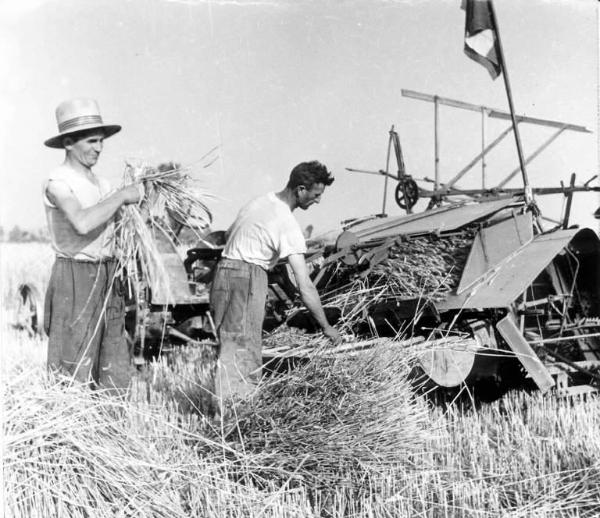 Fascismo - Battaglia del Grano - Mietitura - Contadini con la trebbiatrice