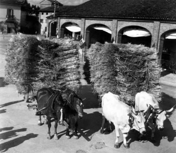 Fascismo - Battaglia del Grano - Trasporto di fasci di spighe con carri