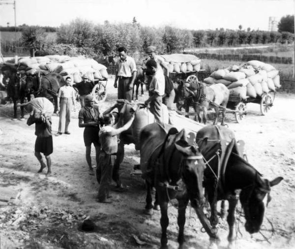 Fascismo - Battaglia del Grano - Trasporto dei sacchi di grano - Contadini al lavoro