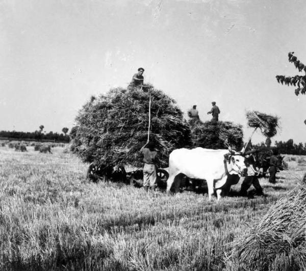 Fascismo - Battaglia del Grano - Trasporto dei fasci di spighe - Contadini al lavoro