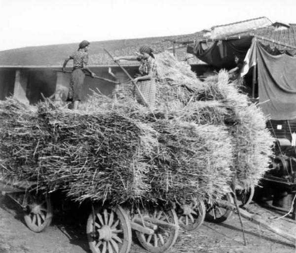 Fascismo - Battaglia del Grano - Raccolta del grano - Contadine al lavoro