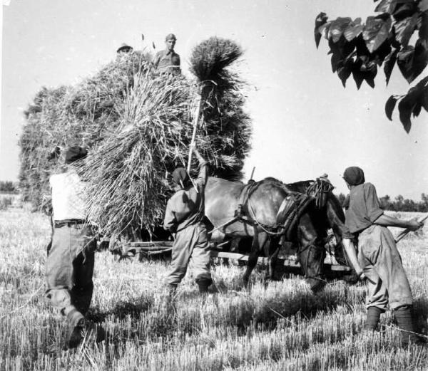 Fascismo - Battaglia del Grano - Raccolta del grano - Contadini al lavoro