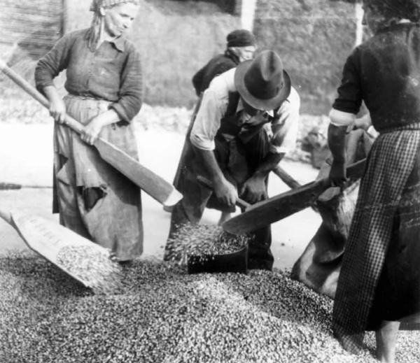 Fascismo - Battaglia del Grano - Piulitura del grano - Contadini al lavoro