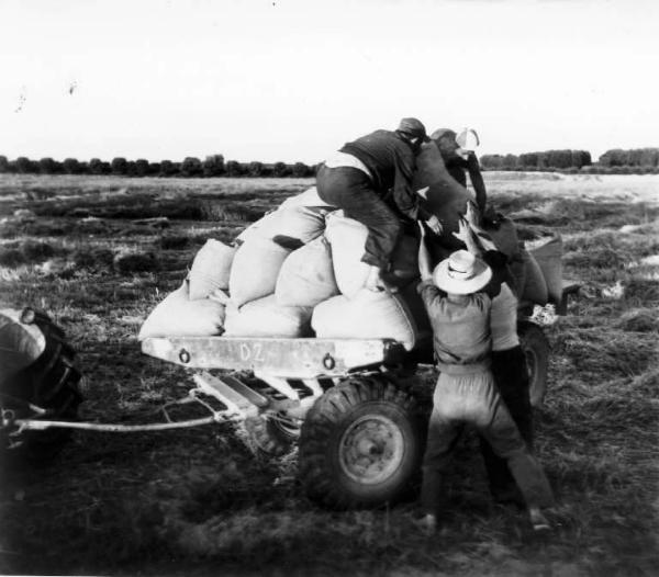 Fascismo - Battaglia del Grano - Raccolta del grano - Contadini al lavoro