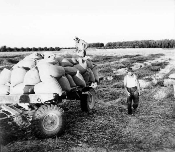 Fascismo - Battaglia del Grano - Contadini caricano sacchi di grano su un carro