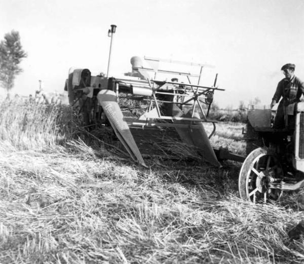 Fascismo - Battaglia del Grano - Mietitura meccanica - Contadini al lavoro