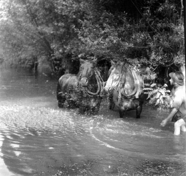 Cavalli nell'acqua