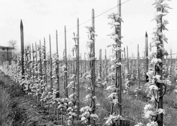 Palazzolo sull'Oglio - Località San Pancrazio - Frutteto