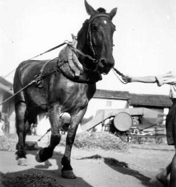 Fascismo - Battaglia del Grano - Cavallo da tiro